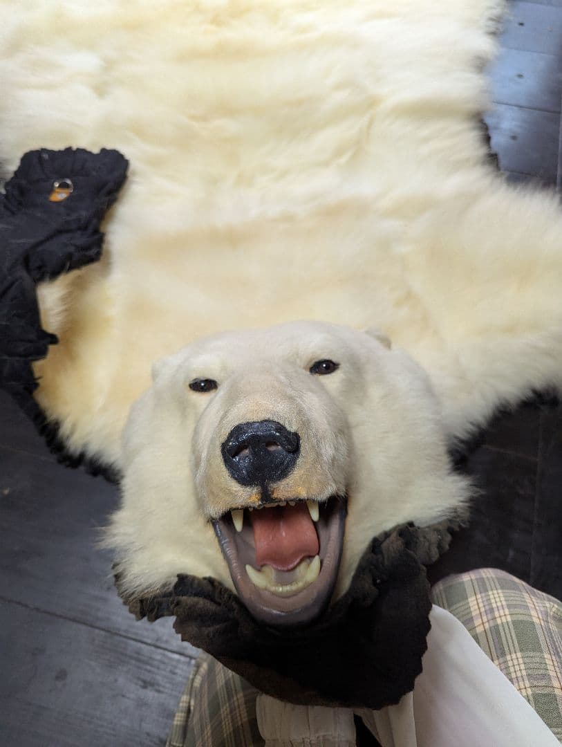 しろくま 剥製 - メルカリ