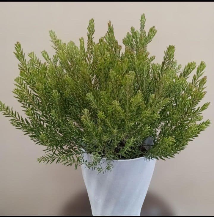 匿名送料込！　アカシアテレサ 7号鉢　小さな蕾つき