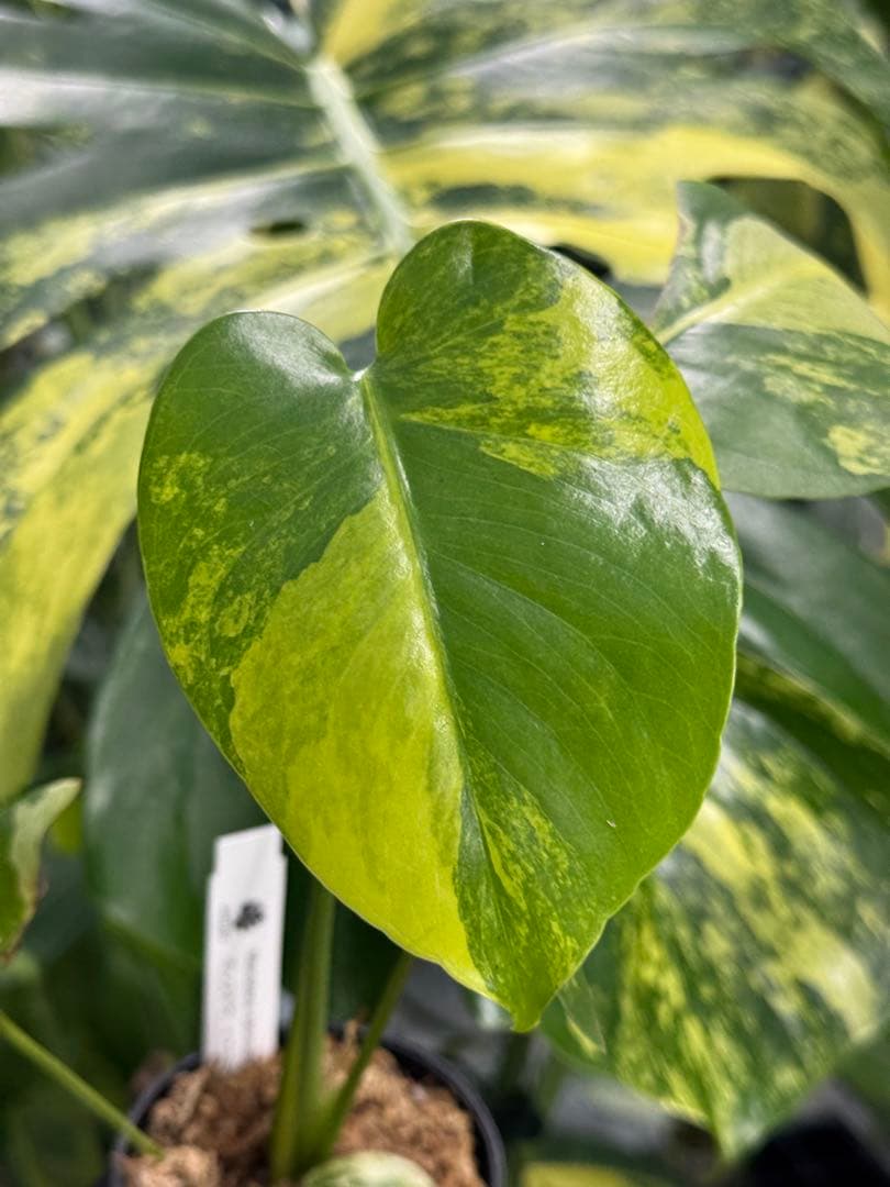 K1モンステラ イエローマリリン 黄斑入り