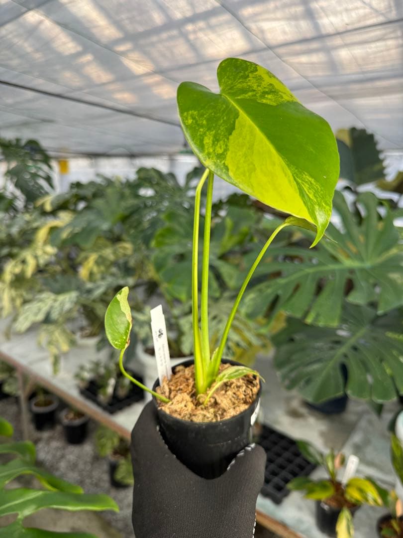 K1モンステラ イエローマリリン 黄斑入り