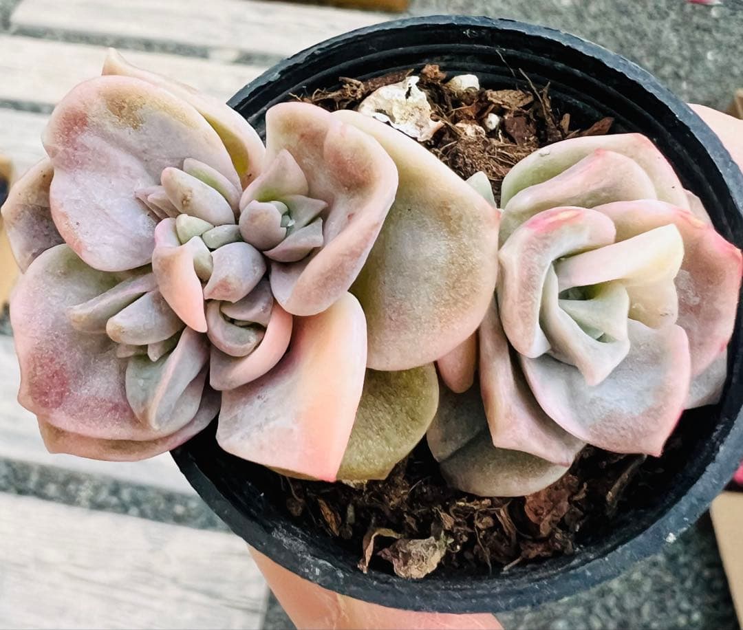 多肉植物 ラブリーローズ自然錦 2頭 抜き苗 写真通りに発送 ポット5.5