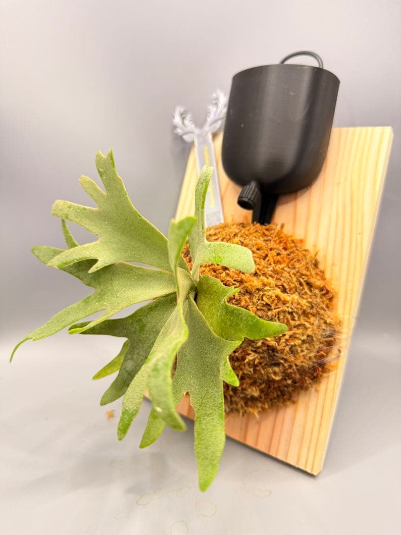 極大サイズ ビカクシダ P.willinckii 'Jewel' spore - メルカリ