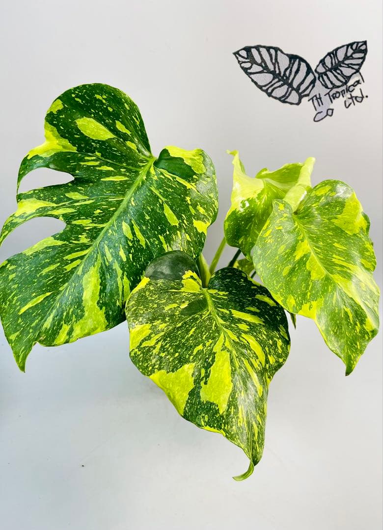 Monstera Electrolyteモンステラ エレクトロライト　②