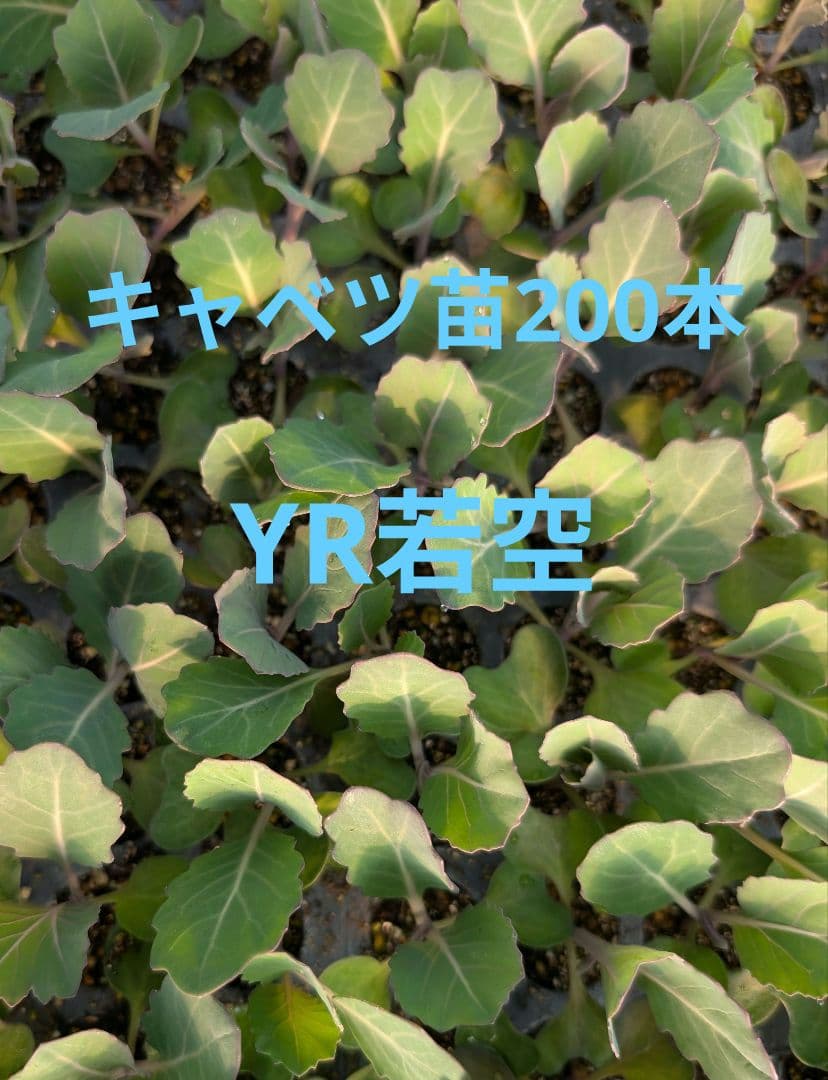 春から初夏収穫キャベツ苗　200本