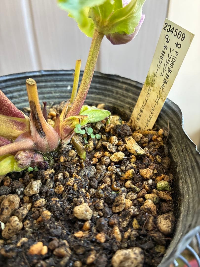 アオサ♡DDレッドゴールド白抜け　整形花