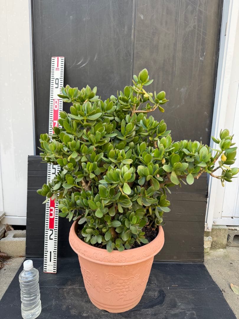 超極太　金のなる木　成金草　クラッスラ　多肉植物 鉢 約70cm PLANCHU 観葉植物 クラッスラ 金のなる木 花月 斑入り 3号丸鉢 受け皿