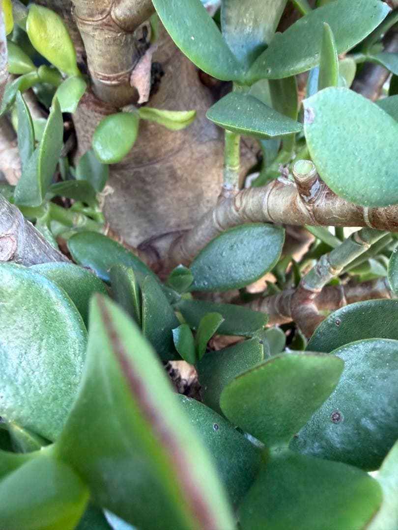 超極太 金のなる木 成金草 クラッスラ 多肉植物 鉢 約70cm