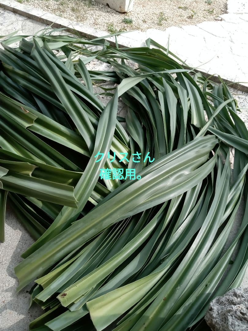 ハワイ産沖縄育ちのラウハラロール“24 Craft-Ⅸ” ☆ラウハラロール☆あだん☆ミニクカア☆ハワイアンクラフト