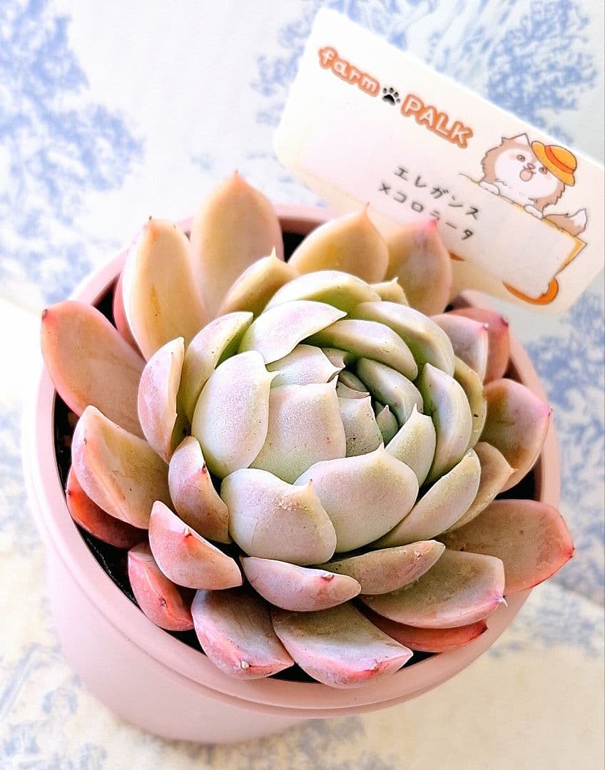 多肉植物 エケベリア リンゼアナ 実生苗