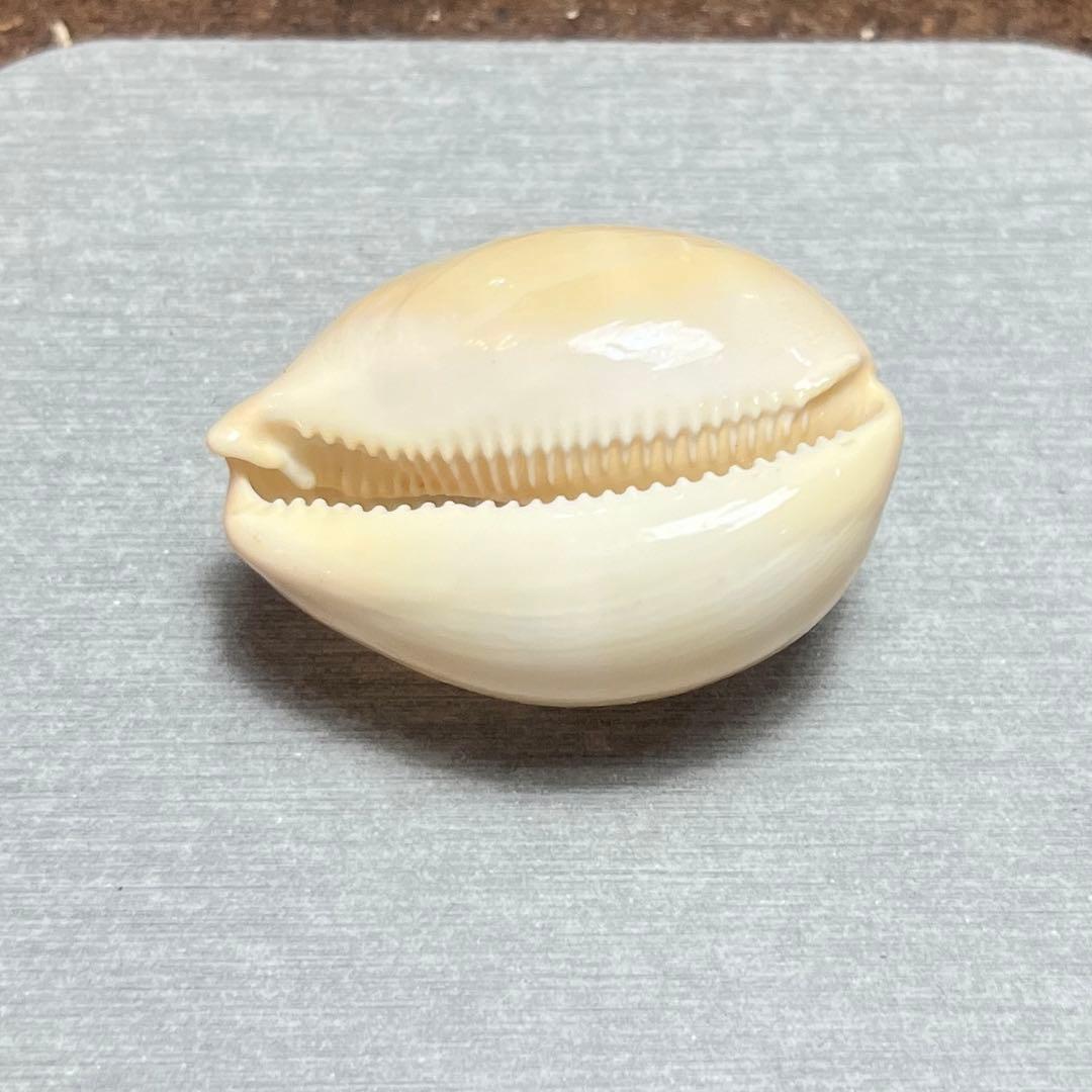 す*か様 激レア　高額　美品　東シナ海　クロハラダカラ