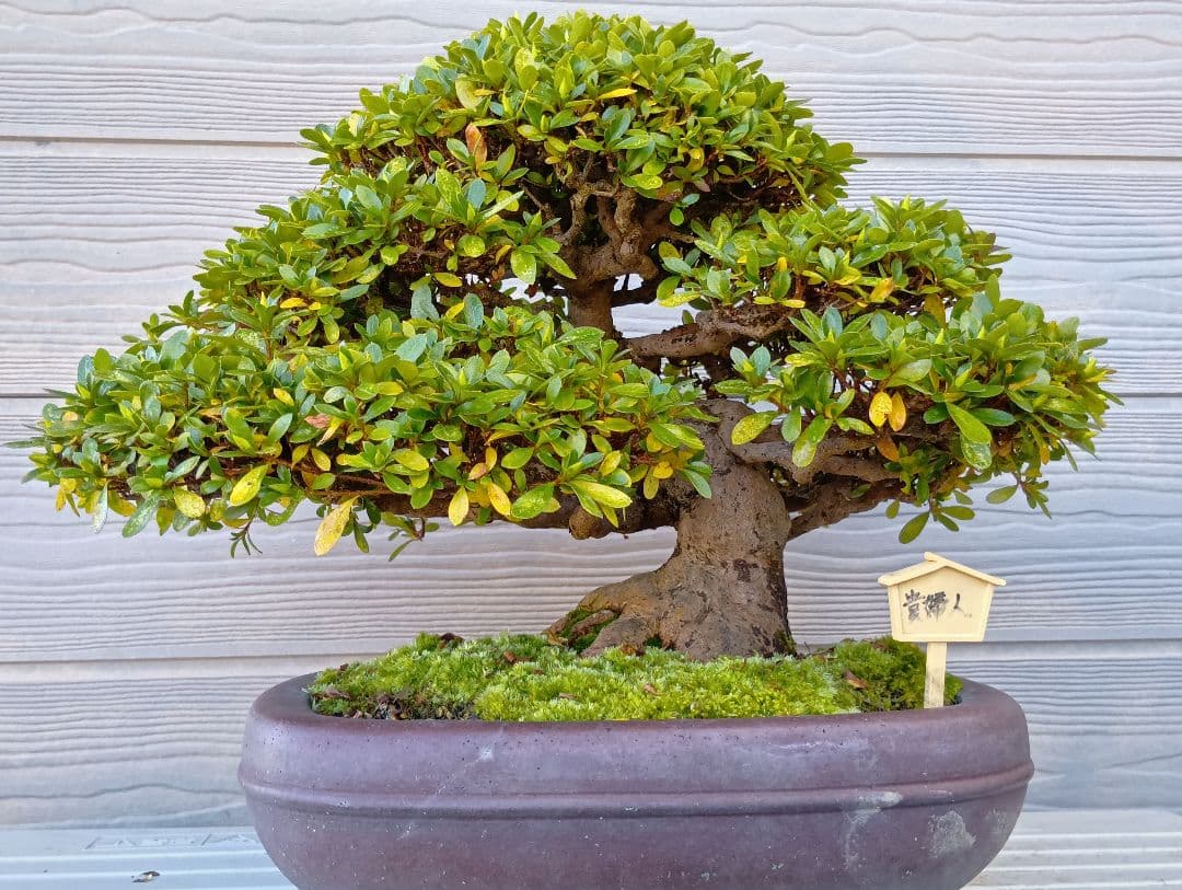 ‼️盆栽‼️皐月盆栽‼️貴婦人‼️