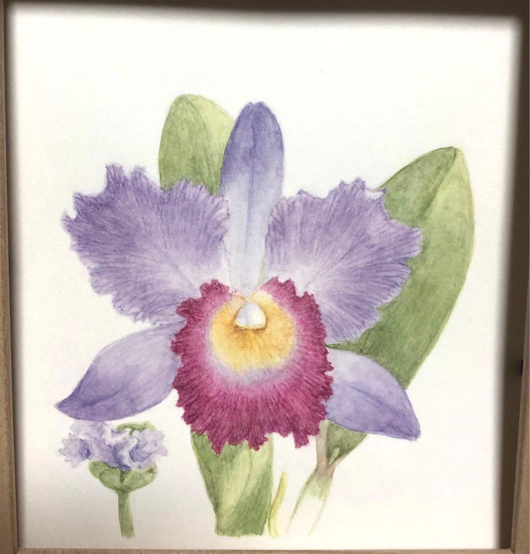 ボタニカルアート 水彩画 カトレア 原画 紫の花 絵画 - メルカリ