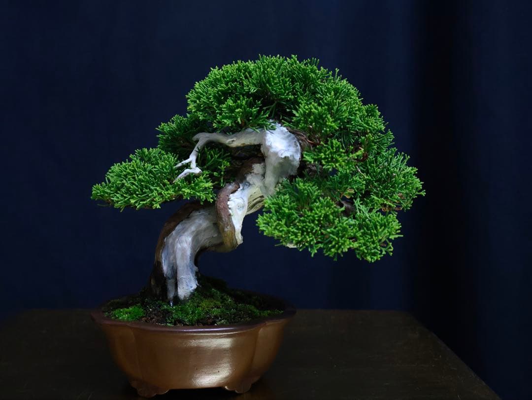 超逸品 糸魚川真柏 小品盆栽 葉性抜群 真柏 盆栽 樹高18cm