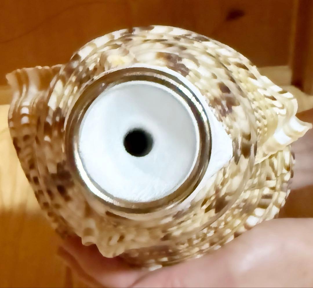 特大修験道法螺貝40.5㎝ 山伏 密教 魔除け 熊よけ❣️ホラガイ ほら貝