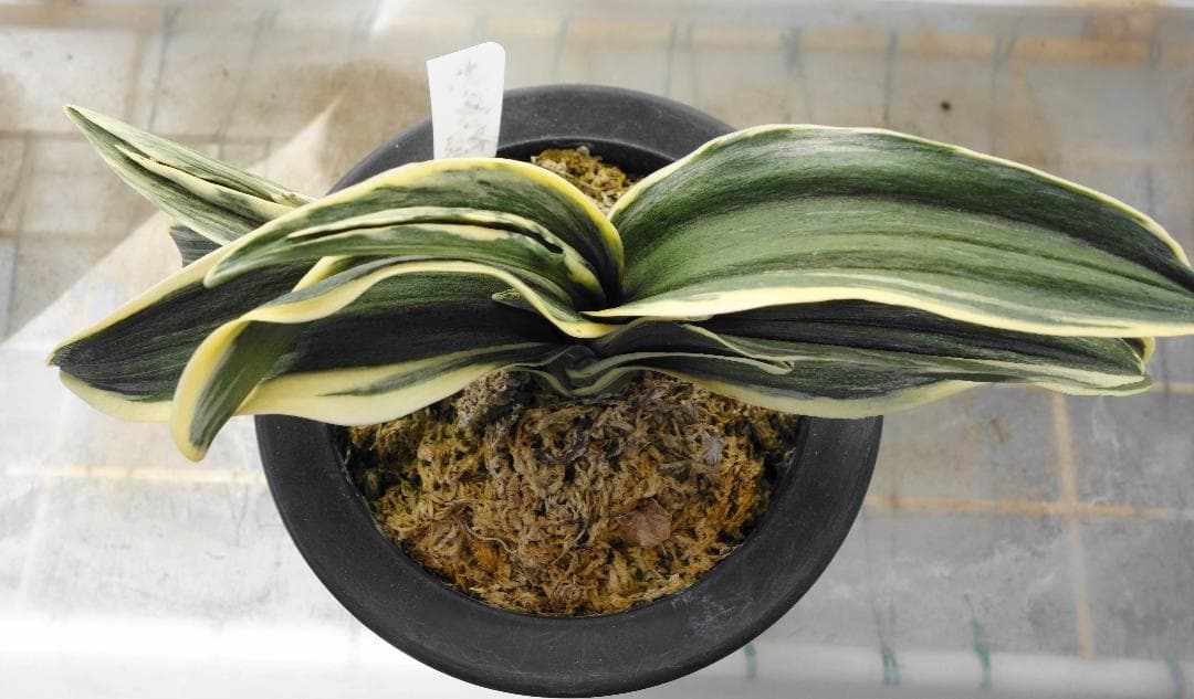 万年青　羅紗系　お多福 梵天丸