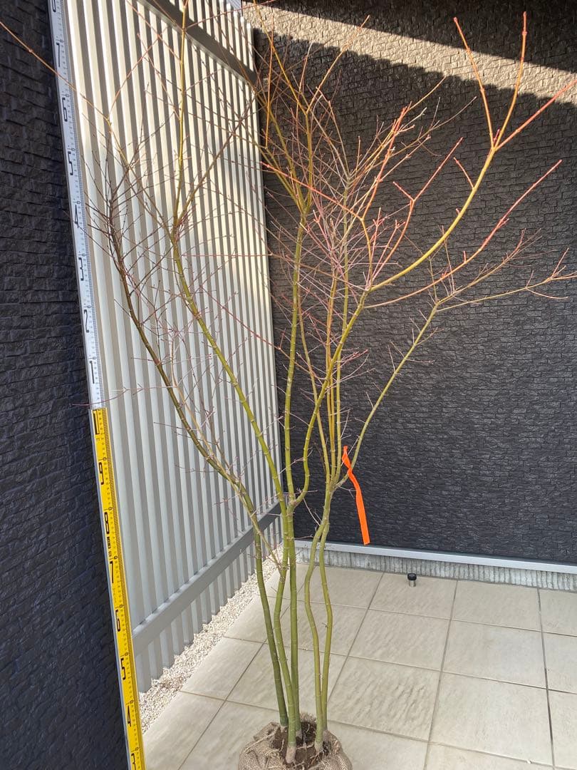 イロハモミジ　５本立ち