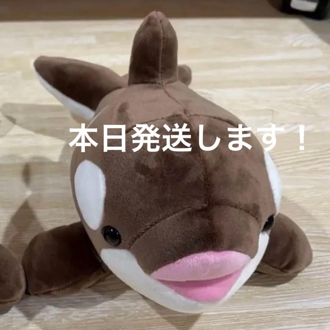 須磨シーワールド シャチ オルカくじ 新色 ショコラデュオカラー 4等