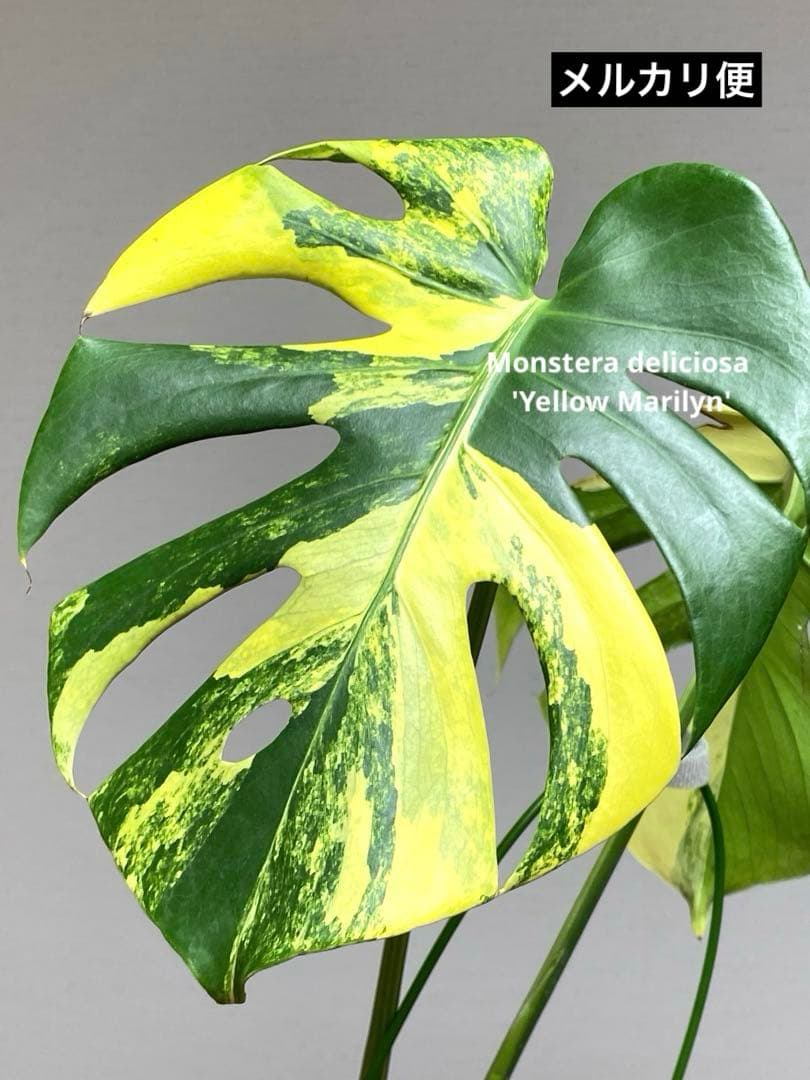 モ*～様 【切れ込みガッツリ‼️】モンステラ　イエローマリリン　黄斑　オーレア