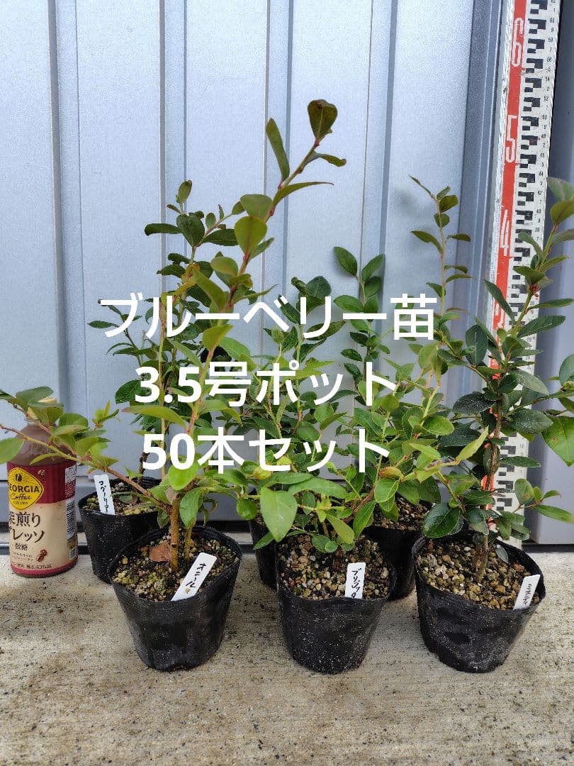ブルーベリー苗　3.5号ポット50本セット② ブルーベリー 苗木 （ 3年生 ） 4.5号ポット苗 【 選べる品種 】 爆買