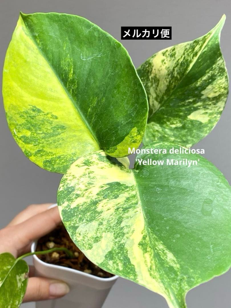 呉*様様 【これは本物です✨】モンステラ　イエローマリリン　黄斑　オーレア　希少
