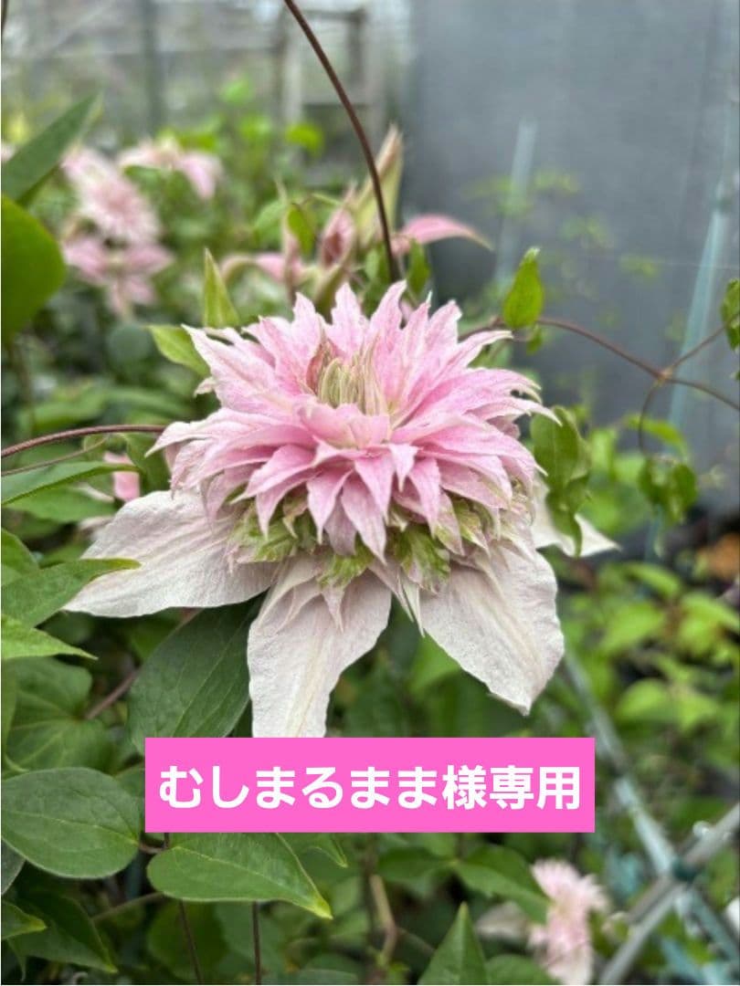 ☆クレマチス☆咲良の妖精★シェンロン☆3号鉢☆希少☆入手困難☆1月8日以降発送