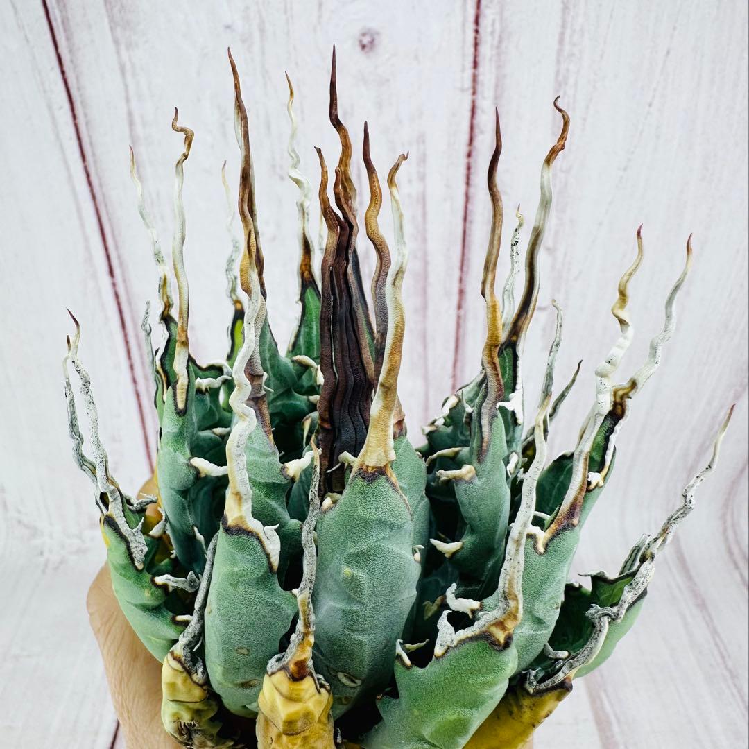 21 アガベ ユタエンシス エボリスピナ 陽炎 ロングスパイン - メルカリ