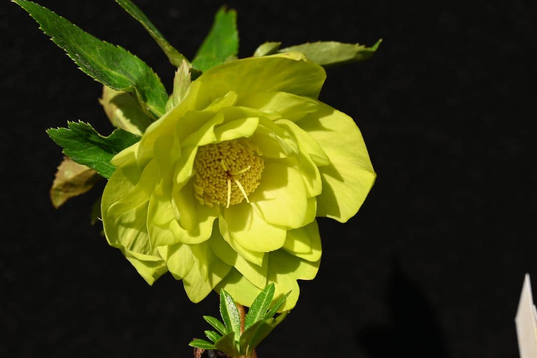 クリスマスローズ 初出品 グロッシーメロンゴールド 加藤農園 - メルカリ