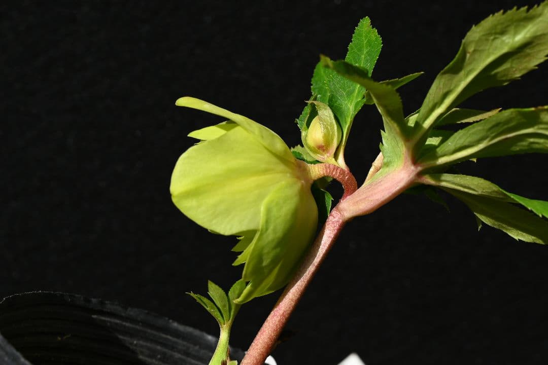 クリスマスローズ 初出品 グロッシーメロンゴールド 加藤農園 - メルカリ