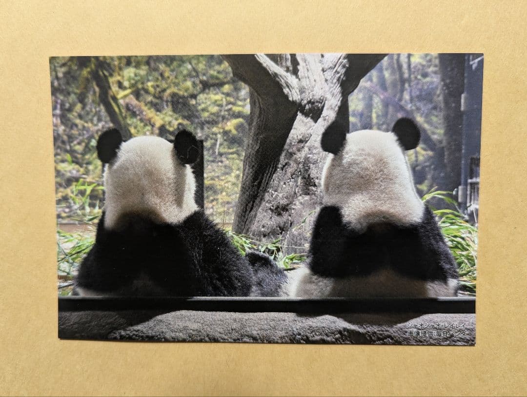 上野 松坂屋 シャオシャオ レイレイ 毎日パンダさんの双子の思い出