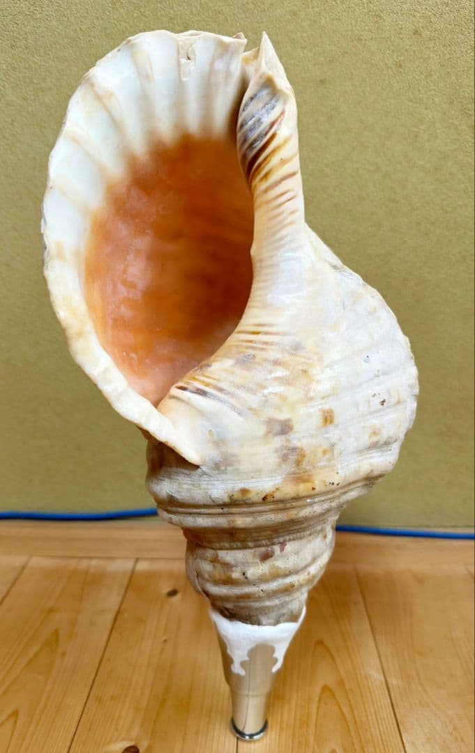 特大肉厚42.5㎝修験道法螺貝 山伏