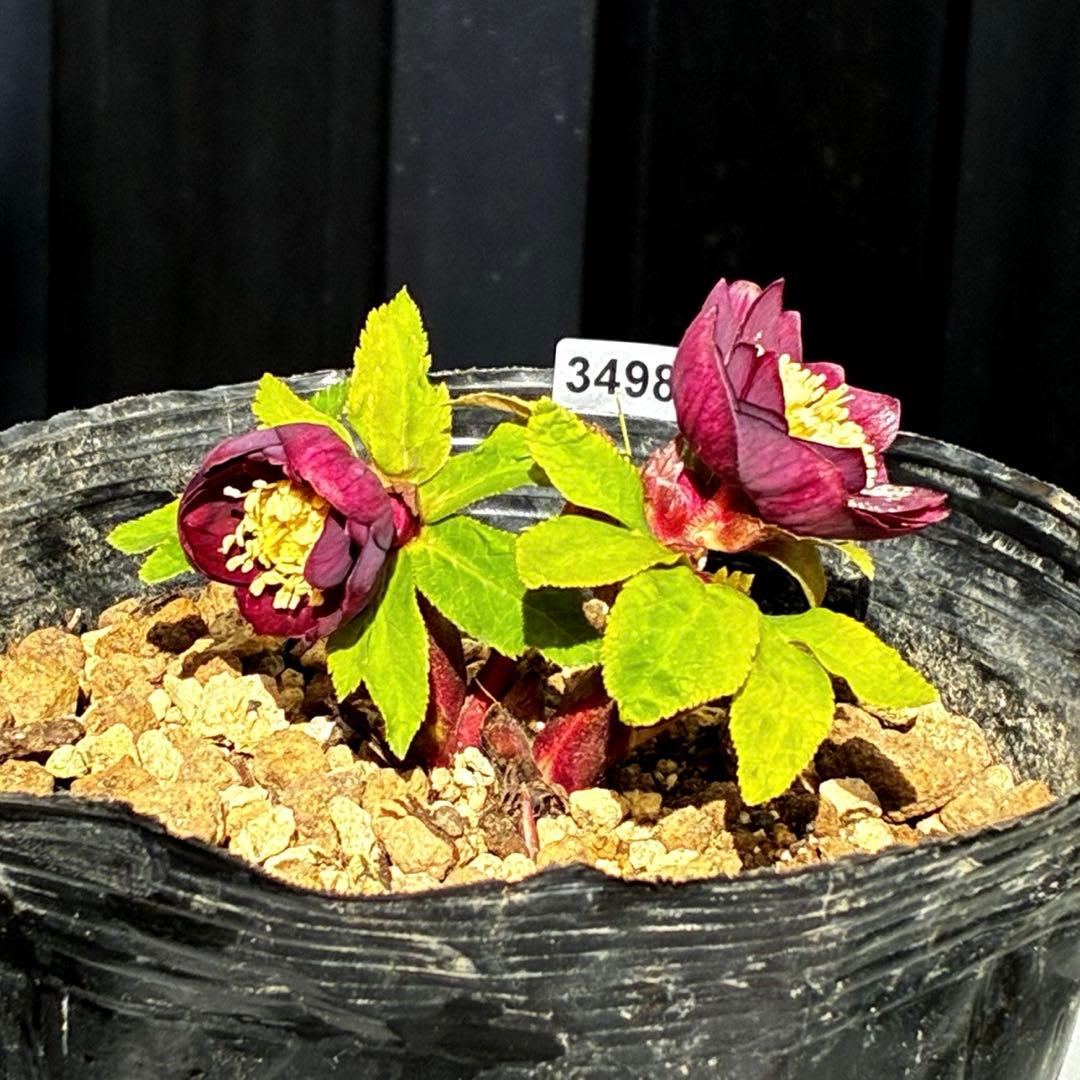 ラ*ク様 3498☘️蕾花付き☘️極上☘️⭐️コロコロ小輪⭐️紅赤オーレア⭐️コ