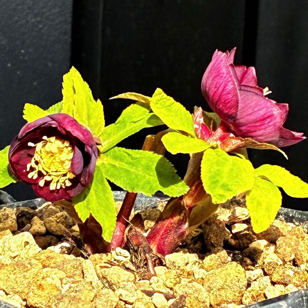 ラ*ク様 3498☘️蕾花付き☘️極上☘️⭐️コロコロ小輪⭐️紅赤オーレア⭐️コ