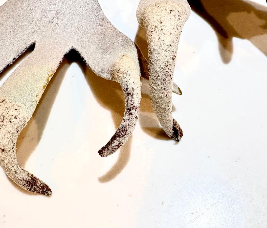 ビカクシダ P.Willinckii Dwarf Tatsuta 胞子① - メルカリ