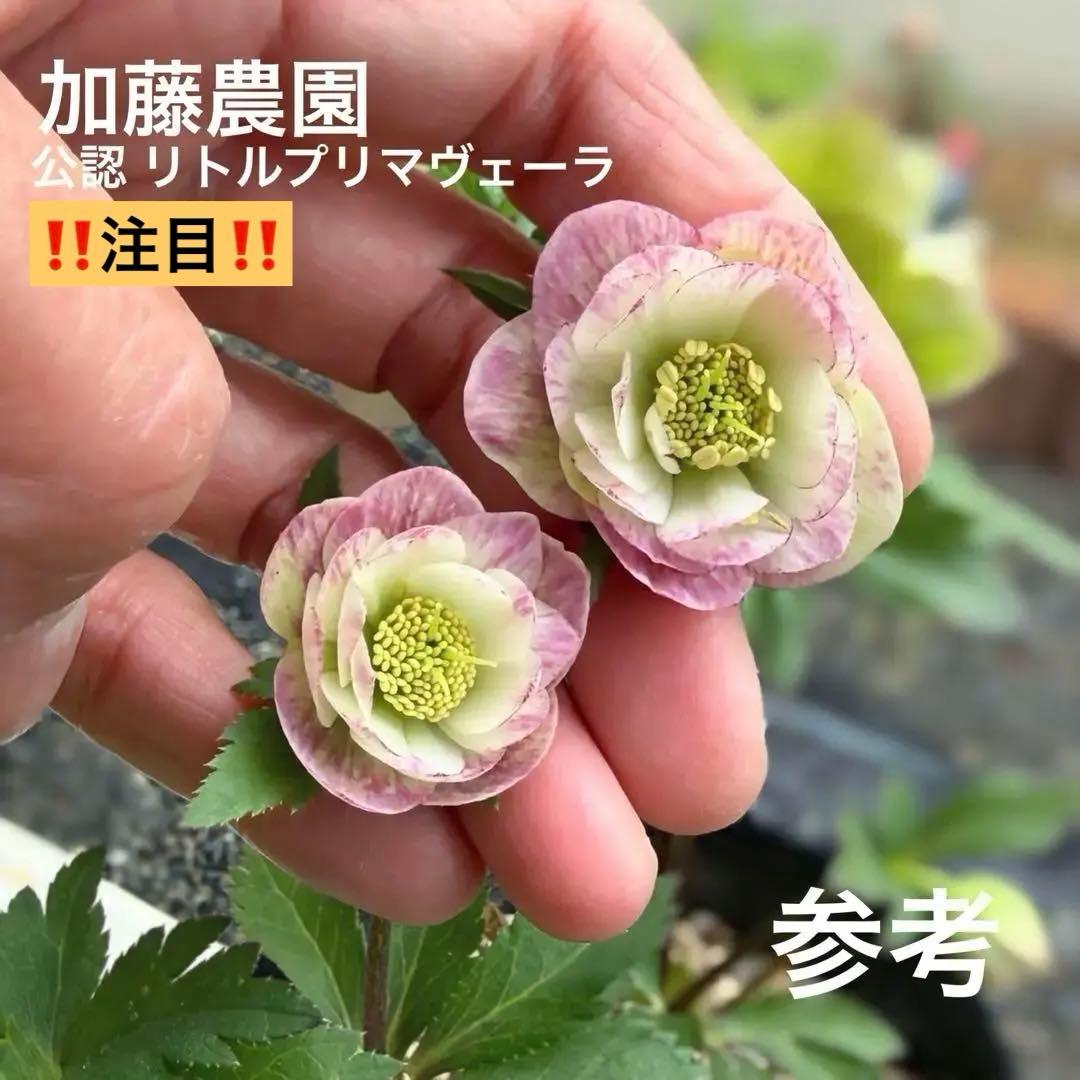 発送お任せ❣️□ 加藤農園 □クリスマスローズ - メルカリ