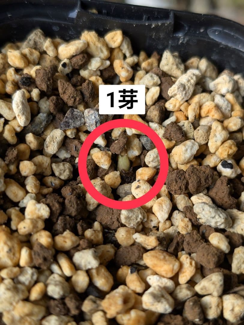 チベタヌス 現品 楽天市場】クリスマスローズ チベタヌスの通販