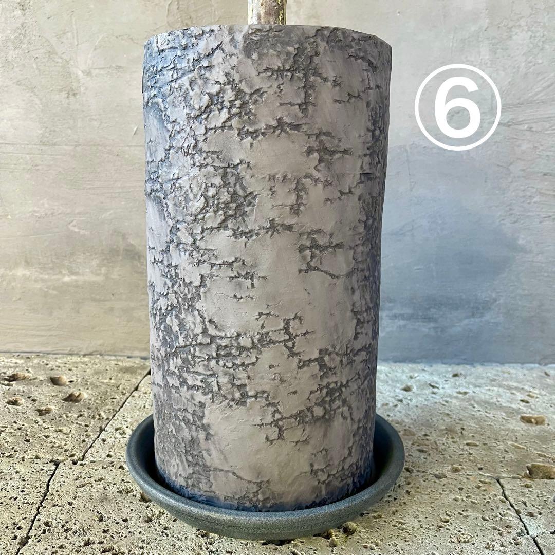 ハリー様専用 大型 フランスゴムの木 螺旋仕立て 陶器鉢 植え込み発送