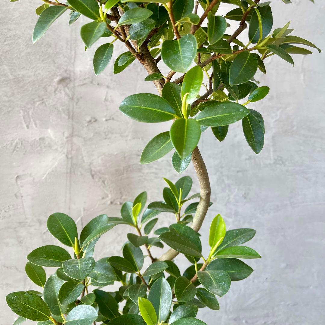 ハリー様専用 大型 フランスゴムの木 螺旋仕立て 陶器鉢 植え込み発送