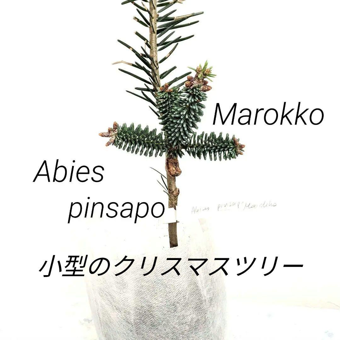 abies pinsapo　もみの木　スペインモミ　苗　矮性