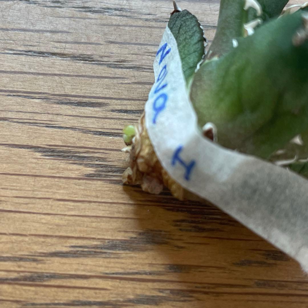 REZA産】イラン株 選抜 アガベ NOVA ノヴァ 天芽 12月便 - メルカリ