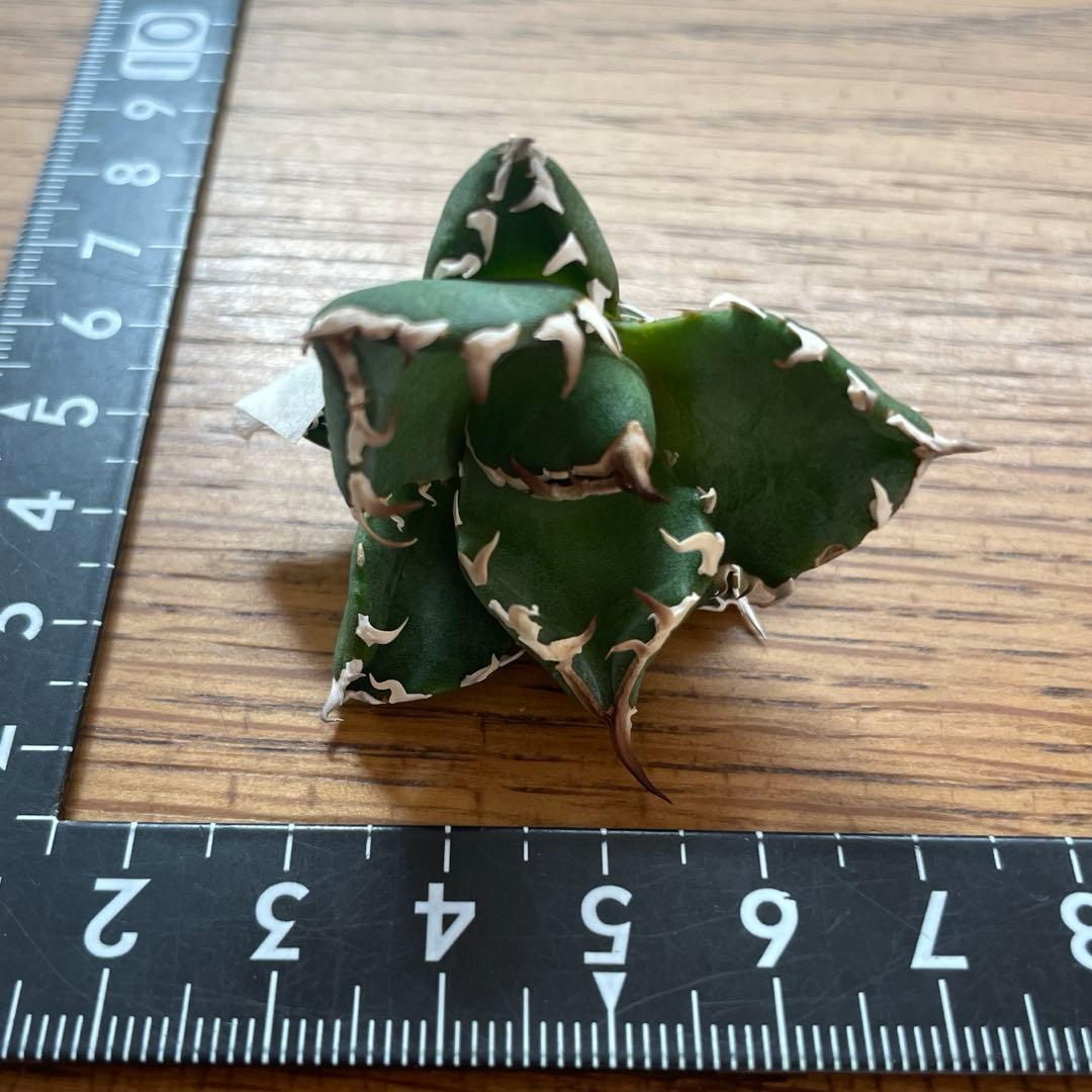 REZA産】イラン株 選抜 アガベ NOVA ノヴァ 天芽 12月便 - メルカリ