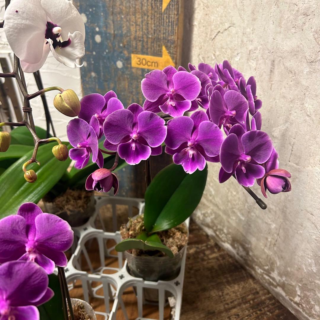 特選】 胡蝶蘭 3種6ポット ファレノプシス - メルカリ