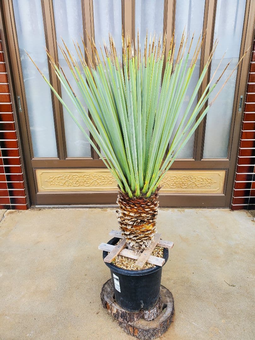 ユッカ　マルデヌベス　ver.リギダ② ユッカ マルデヌベス 2 - メルカリ