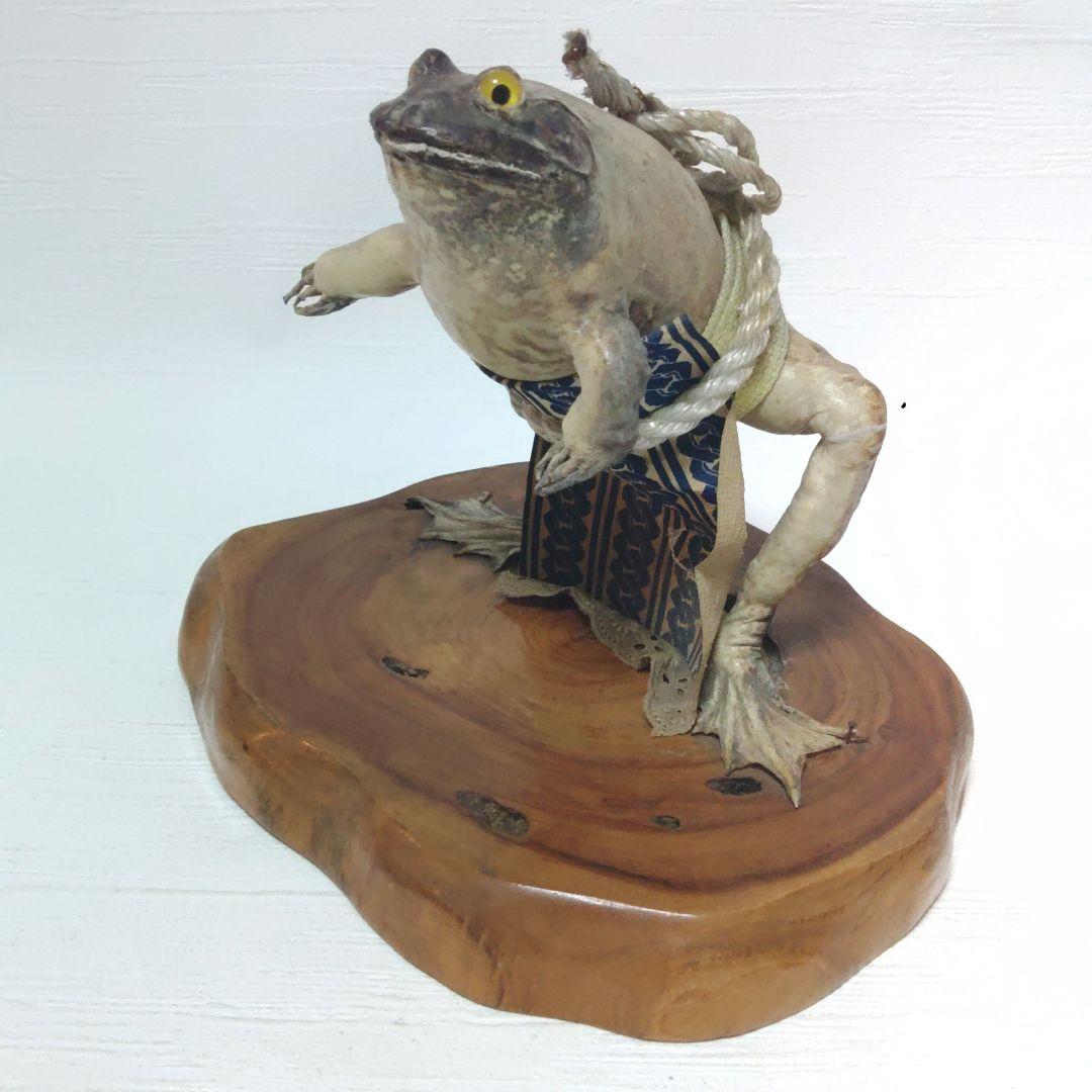 蛙力士　ウシガエルの横綱　土俵入り　カエルの置物　相撲　置物　剥製　昭和レトロ