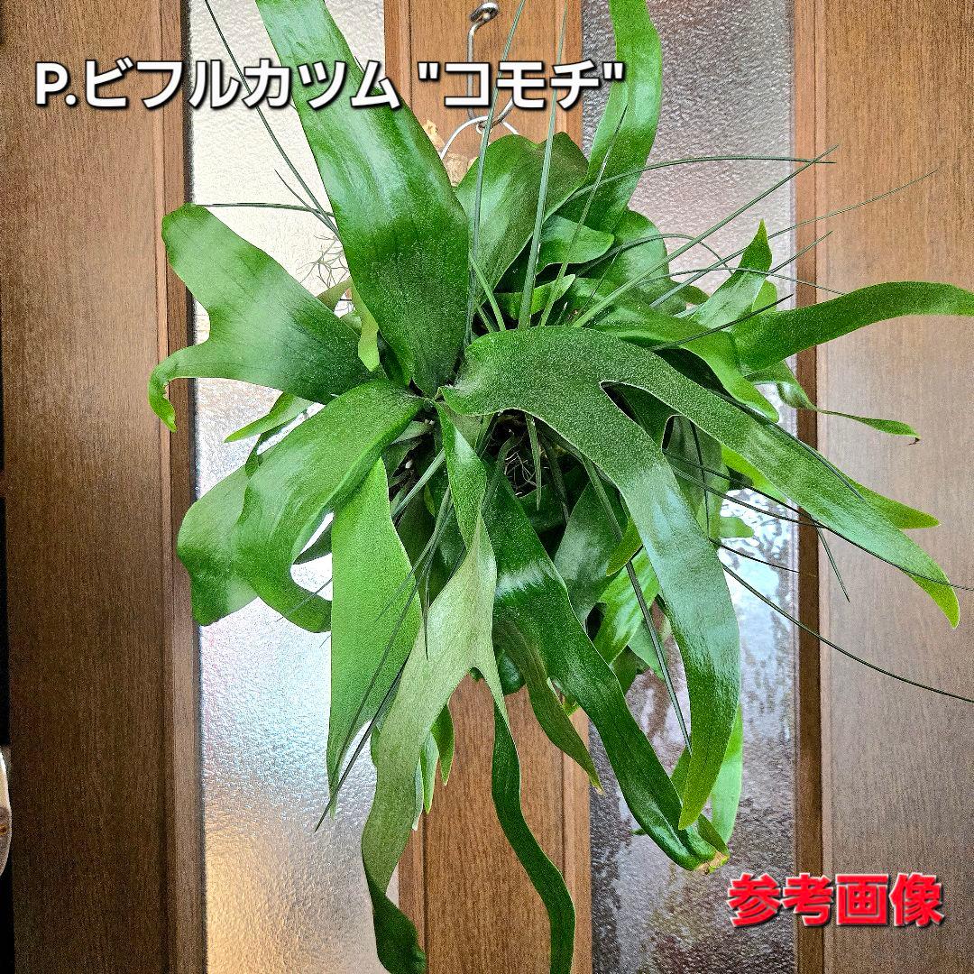 サンメリのビカクシダ【P.ビフルカツム変異個体コモチ】大株！