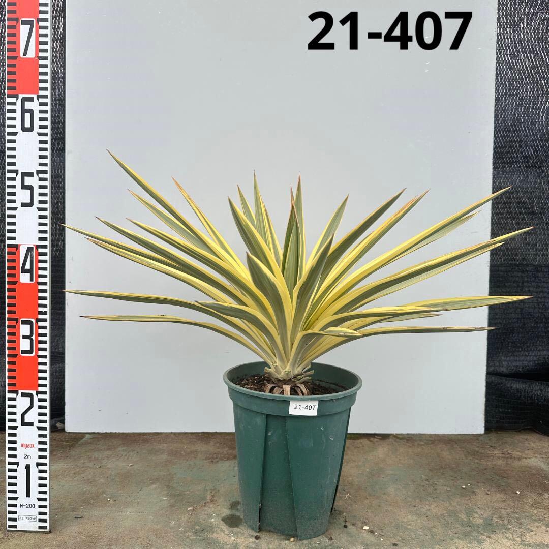 ユッカ　グロリオサ　ブライトスター【21-407】