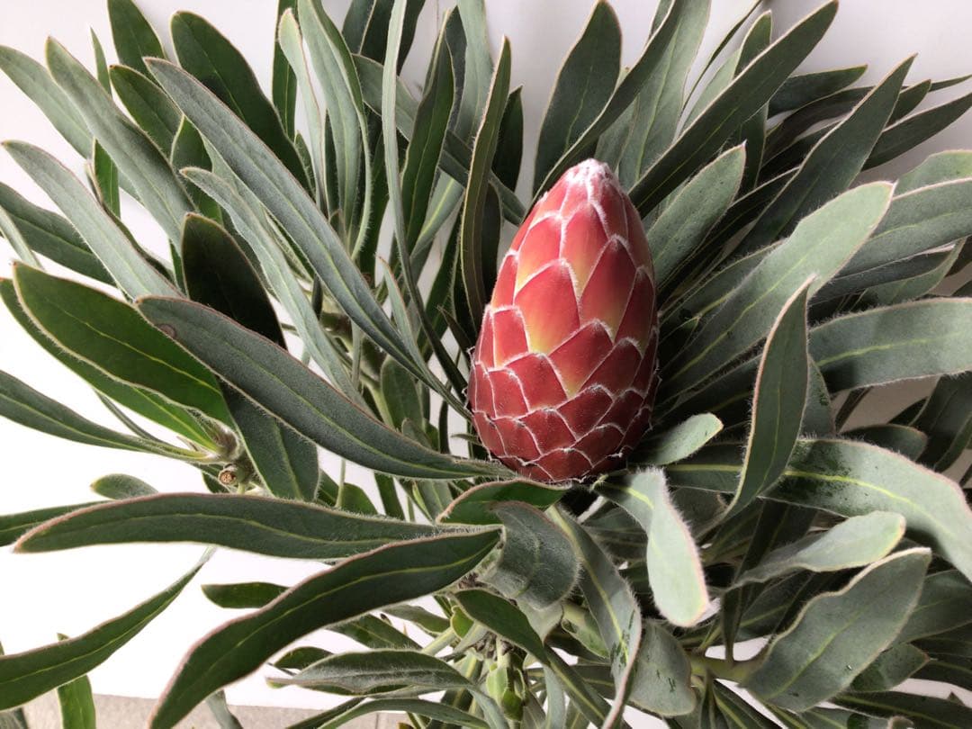 幹が太く根もしっかり張ってるプロテア・ポッサムマジック4輪咲き