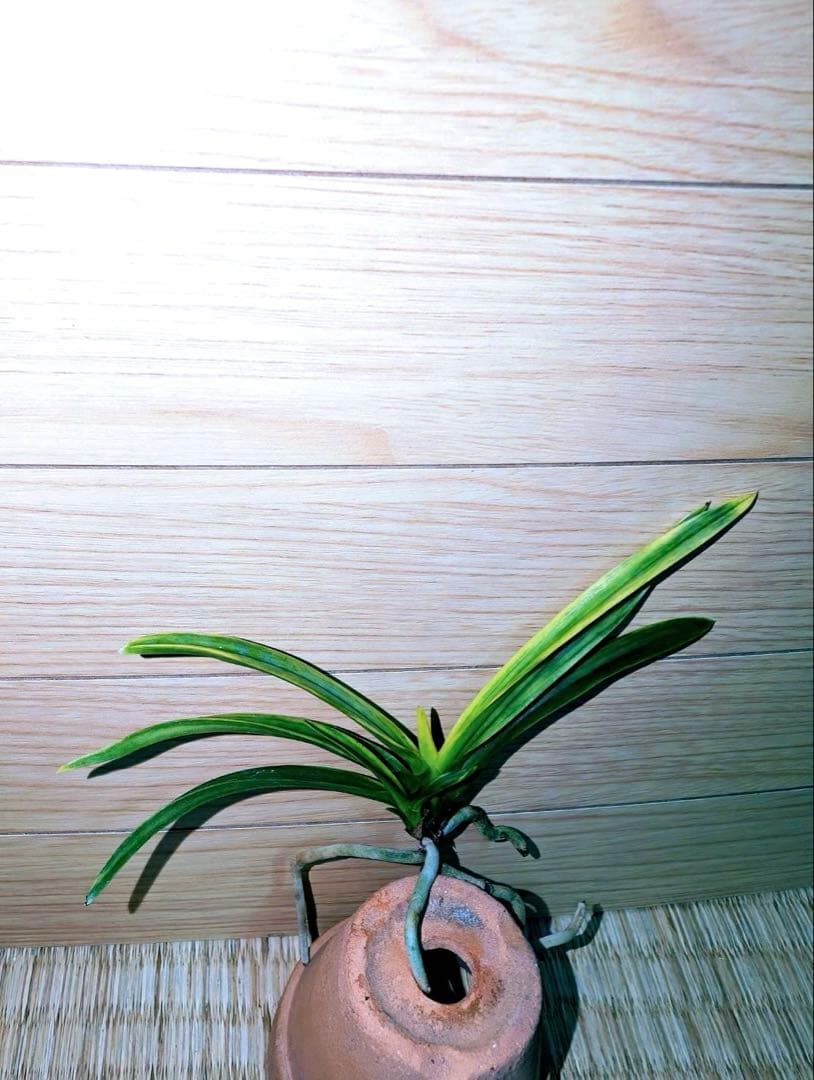 富貴蘭「李白」リピーターさんリクエスト品 TVアニメ「2.5次元の誘惑」オンラインくじ | くじ引き堂