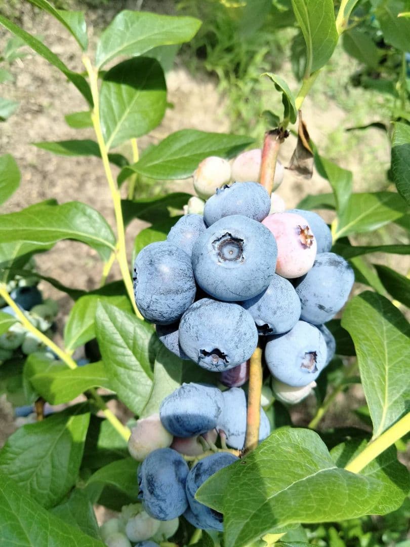 ブルーベリー 挿し穂 10本 - メルカリ