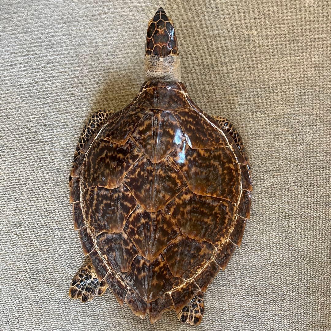 うみがめ タイマイの剥製 国際希少野生動植物登録票有り - メルカリ