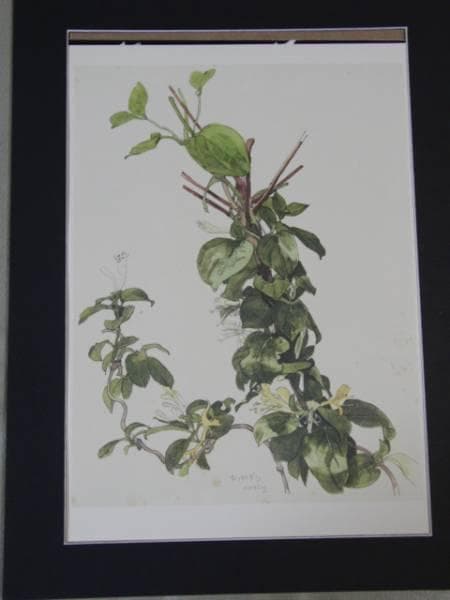 小磯良平、すいかずら、高級薬用植物画、版上サイン入、新品額付 小磯良平の描いた薬用植物画」 | 神戸エサレン Healing space La Ola